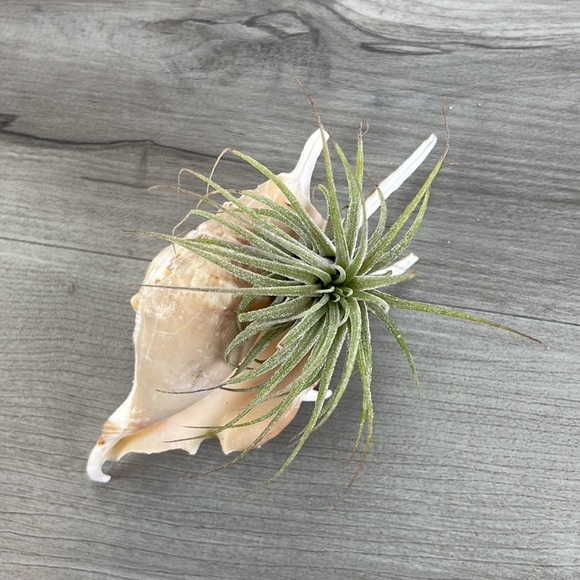 🔆AIR PLANT BUDDY🔆 WITH REAL SEA SHELL HAND MADE AND UNIQUE - Picture 9 of 16